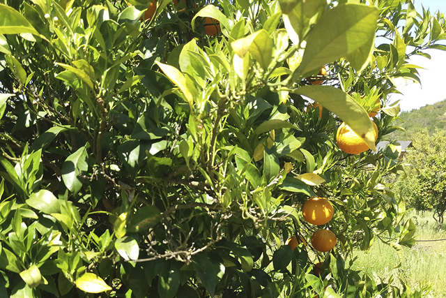 P.A.O Productos Agrícolas Orgánicos